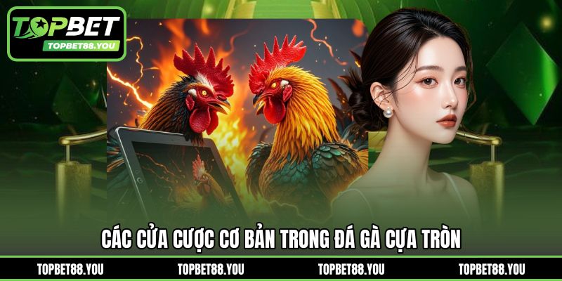 Các cửa cược cơ bản trong đá gà cựa tròn