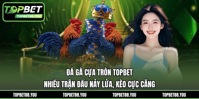 Đá Gà Cựa Tròn TOPBET - Nhiều Trận Đấu Nảy Lửa, Kèo Cực Căng